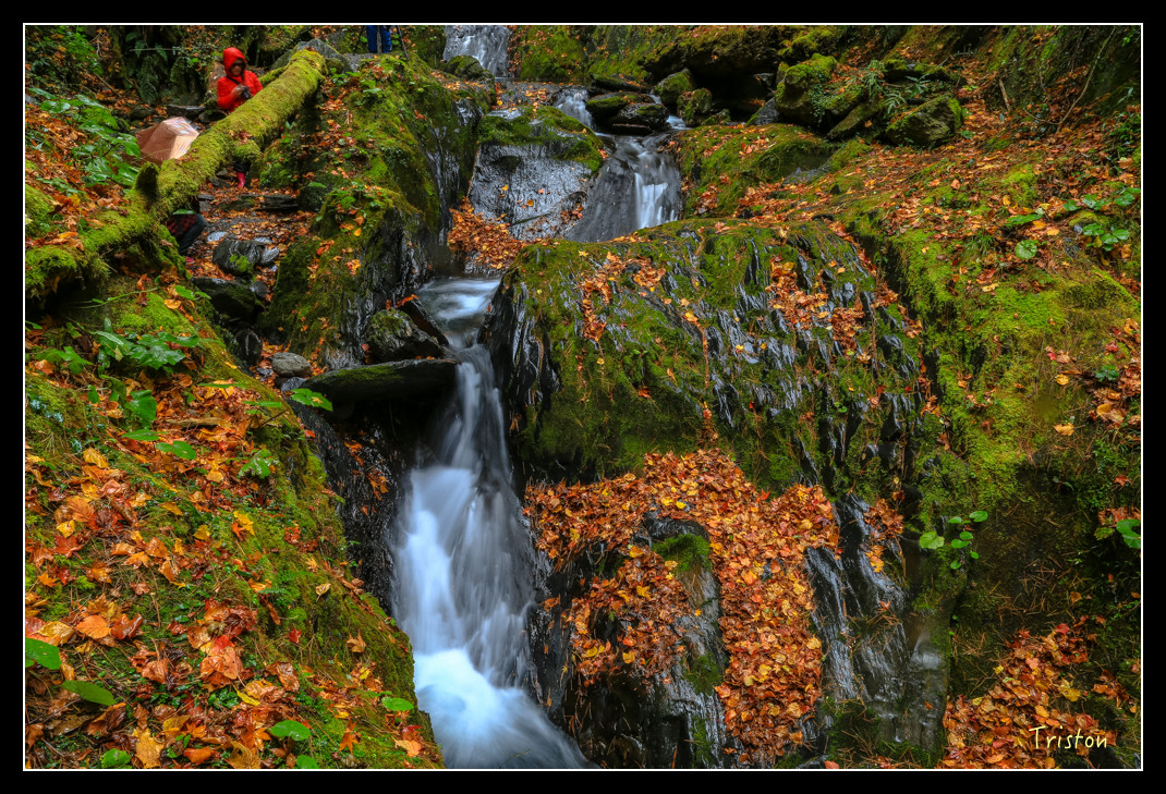 JH1A1035.jpg - 20151205 合歡溪步道、108K楓之谷