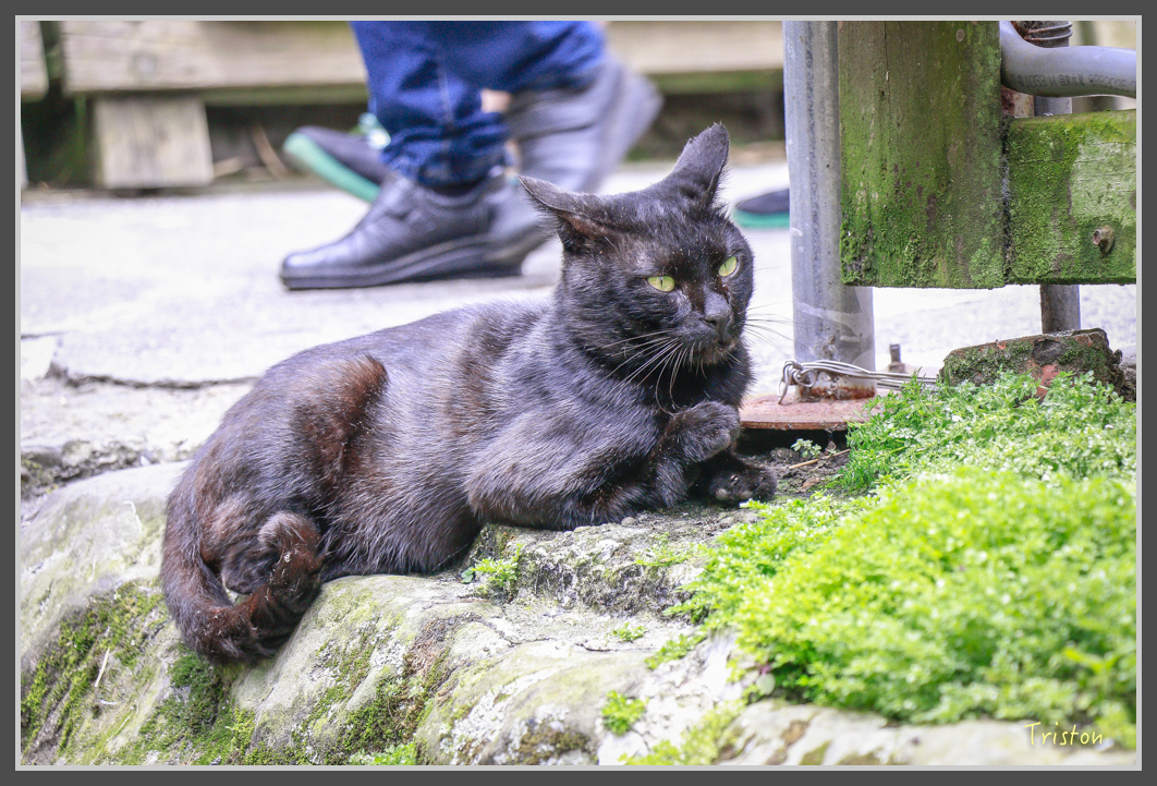 _MG_9415.jpg - 20160724 奮起湖阿里山森鐵一日遊