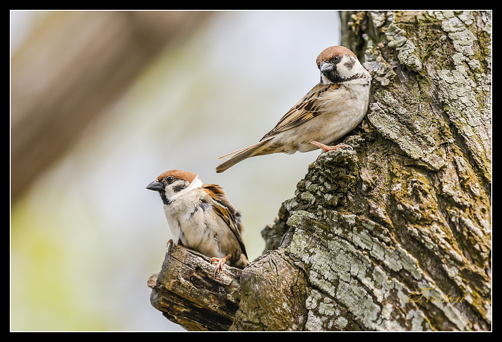 _H1A3081.jpg - 20170328 嘉義苦楝花隧道