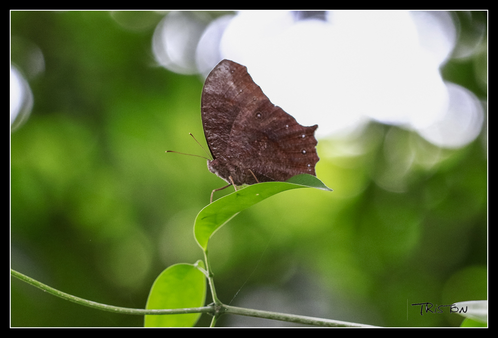 _MG_0375.jpg - 20170618 新化後山昆蟲微距