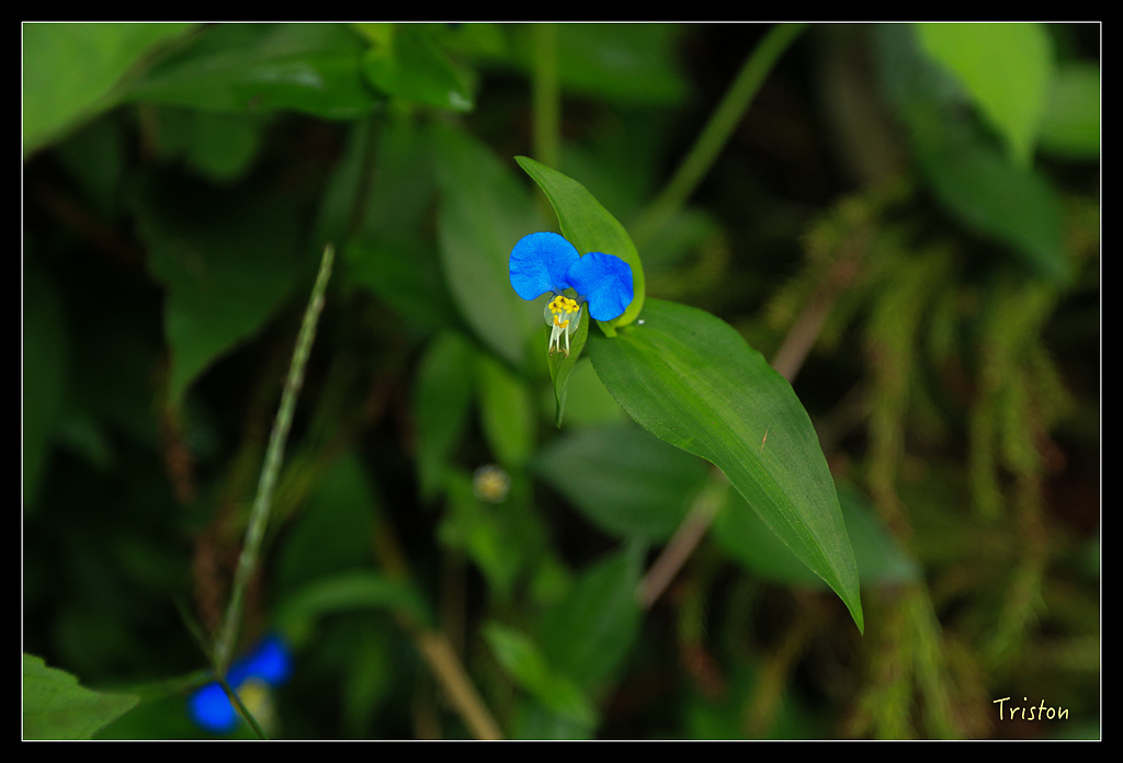 JH1A9766.jpg - 20150920 石棹,霧之道 茶之道 雲之道