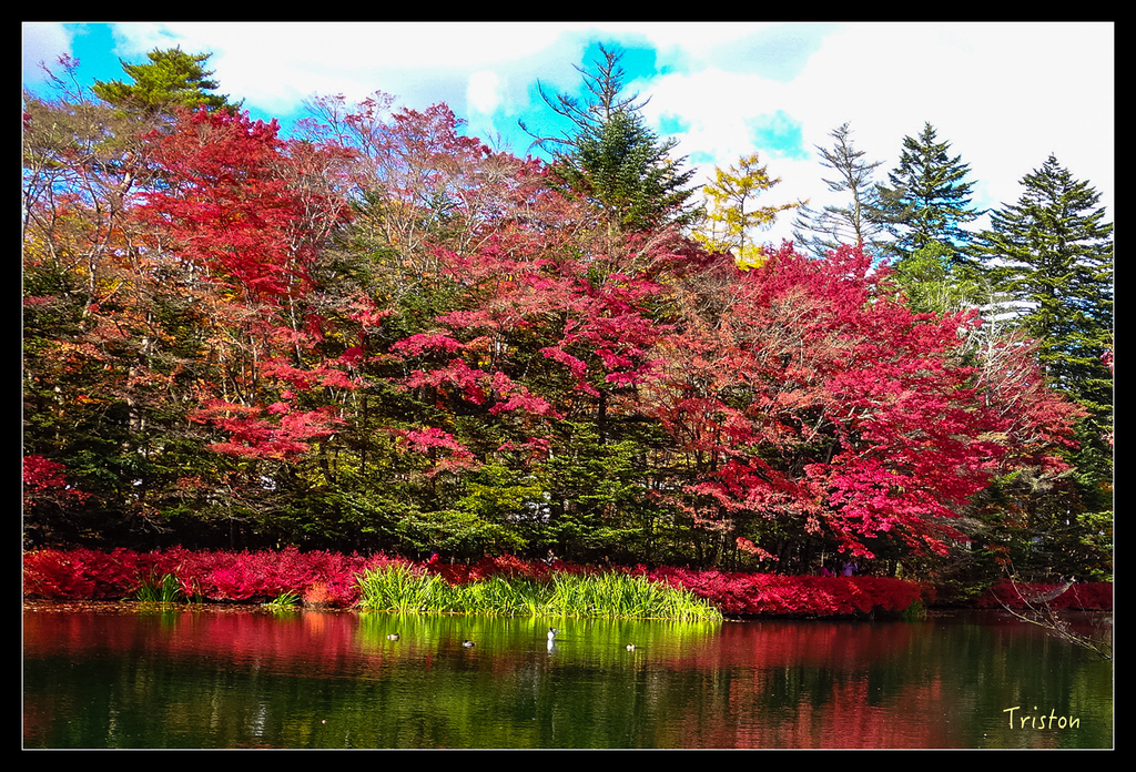 DSC00348.jpg - 20151031 秋天的童話-貴婦東京輕井澤紀行