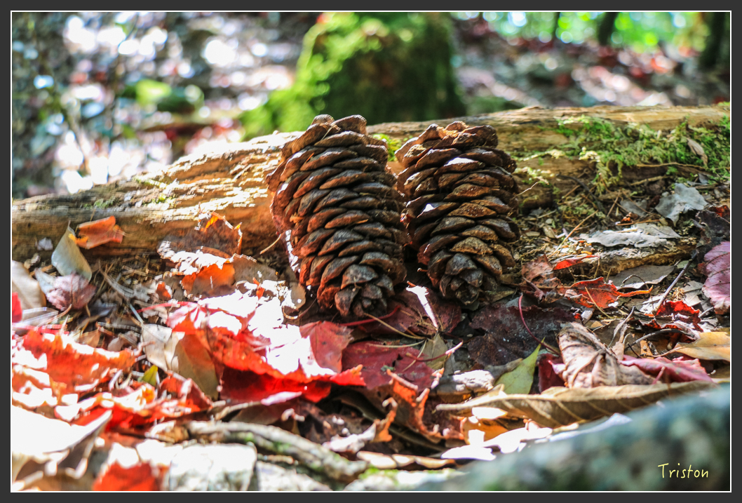IMG_0713.jpg - 20151219 鳶嘴稍來山、小雪山林道