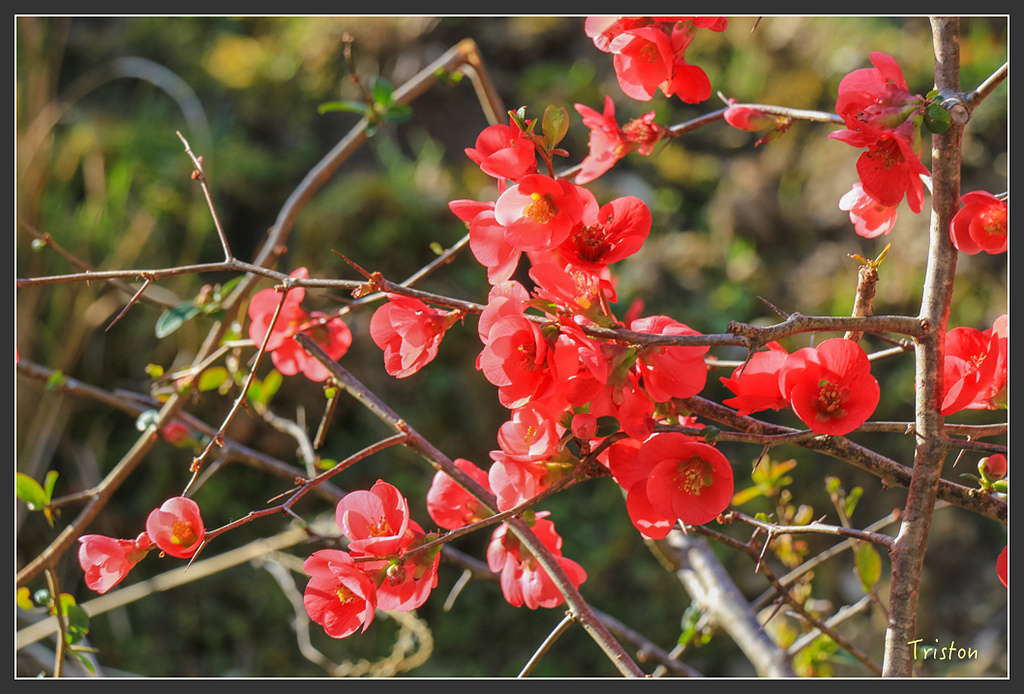 IMG_4982.jpg - 20160323 日本熊野古道健行