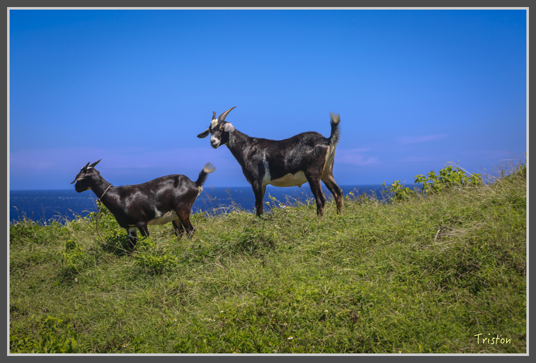 JH1A1526.jpg - 20160701 澎湖