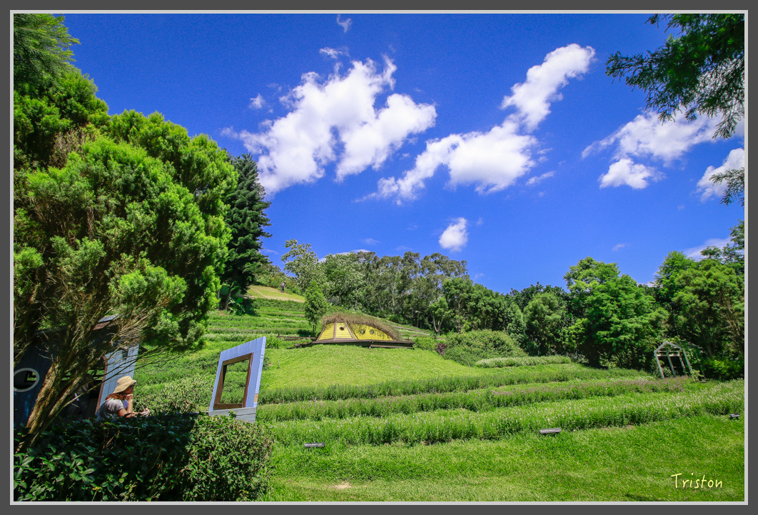 _MG_8881.jpg - 20160712 苗栗薰衣草森林