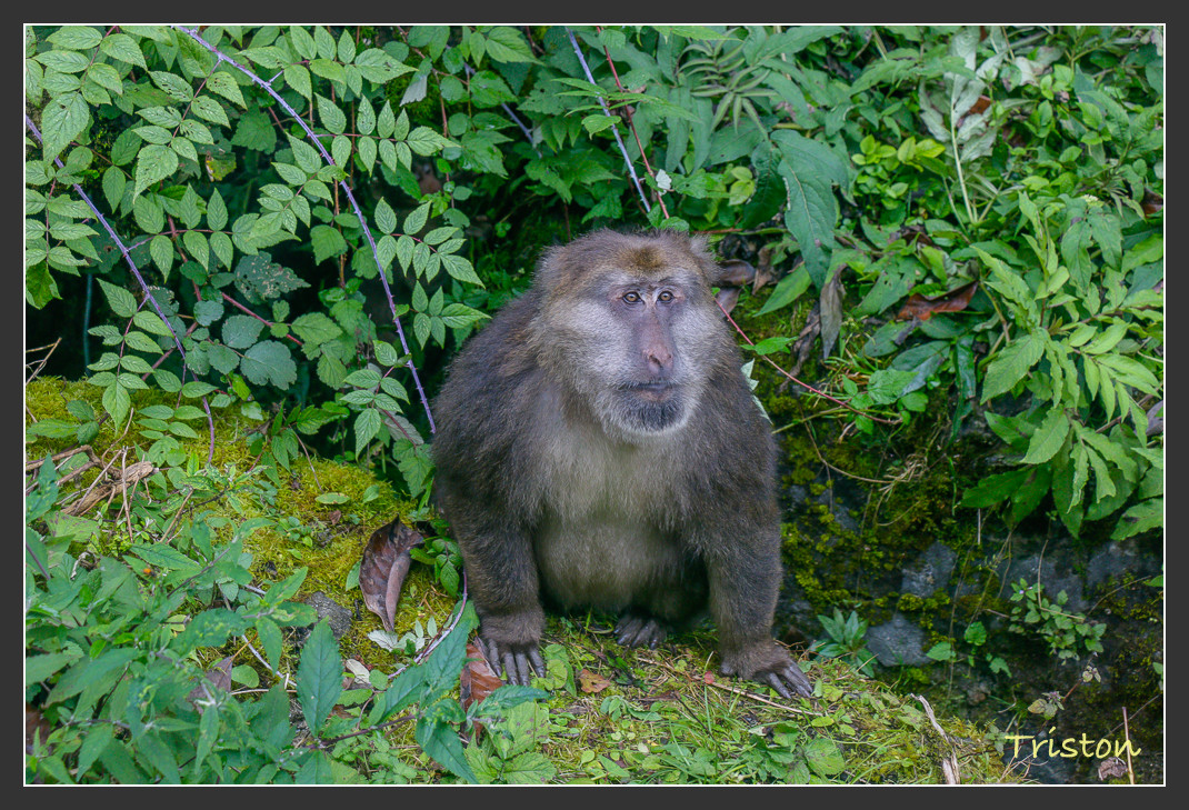 _MG_2633.jpg - 20161013 稻城亞丁