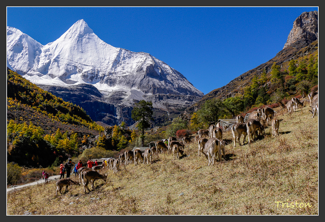 _MG_1728.jpg - 20161013 稻城亞丁