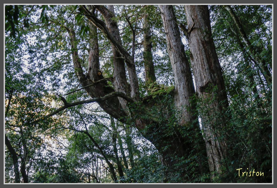 _MG_0257.jpg - 20161203 鎮西堡