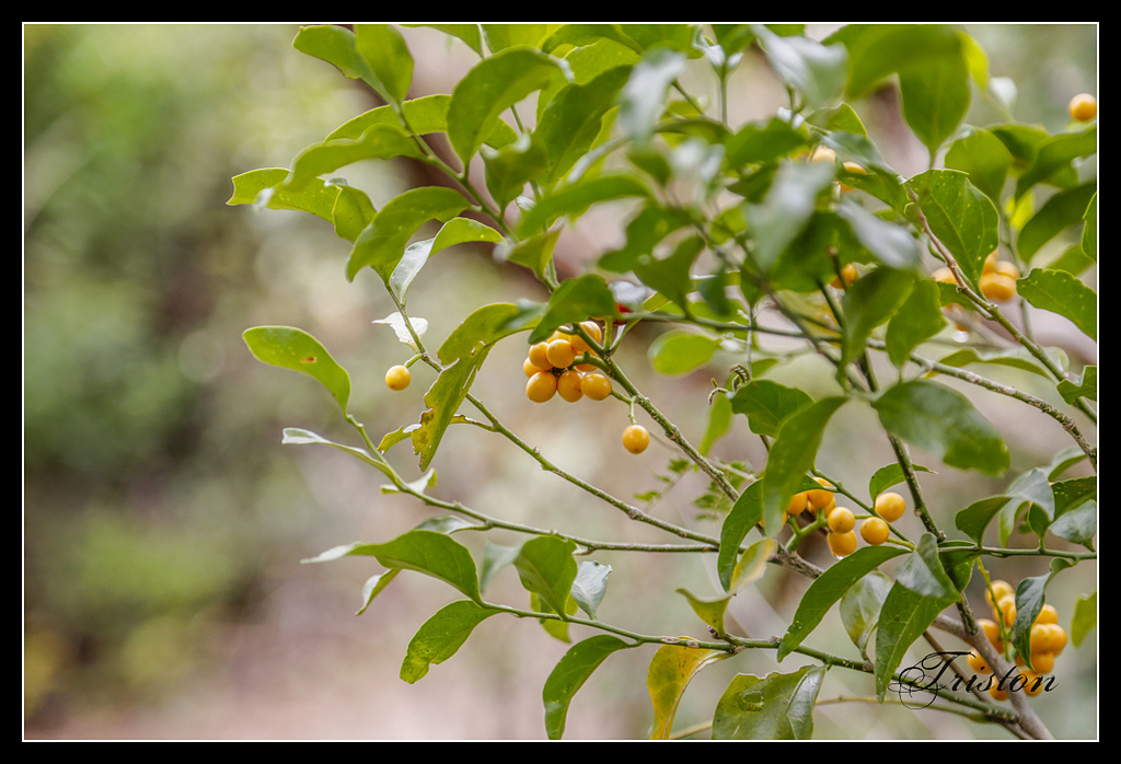 _H1A3196.jpg - 20170401 墾丁