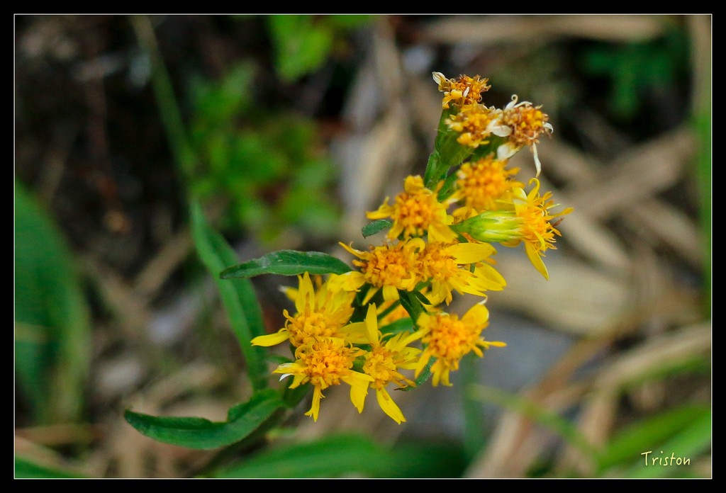 IMG_8802.jpg - 20151017 郡大林道、望鄉山、郡大山