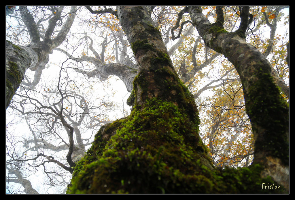 JH1A0208.jpg - 20151024~25 幾米公園、翠峰湖、翠峰山屋、望洋山步道、山毛櫸步道