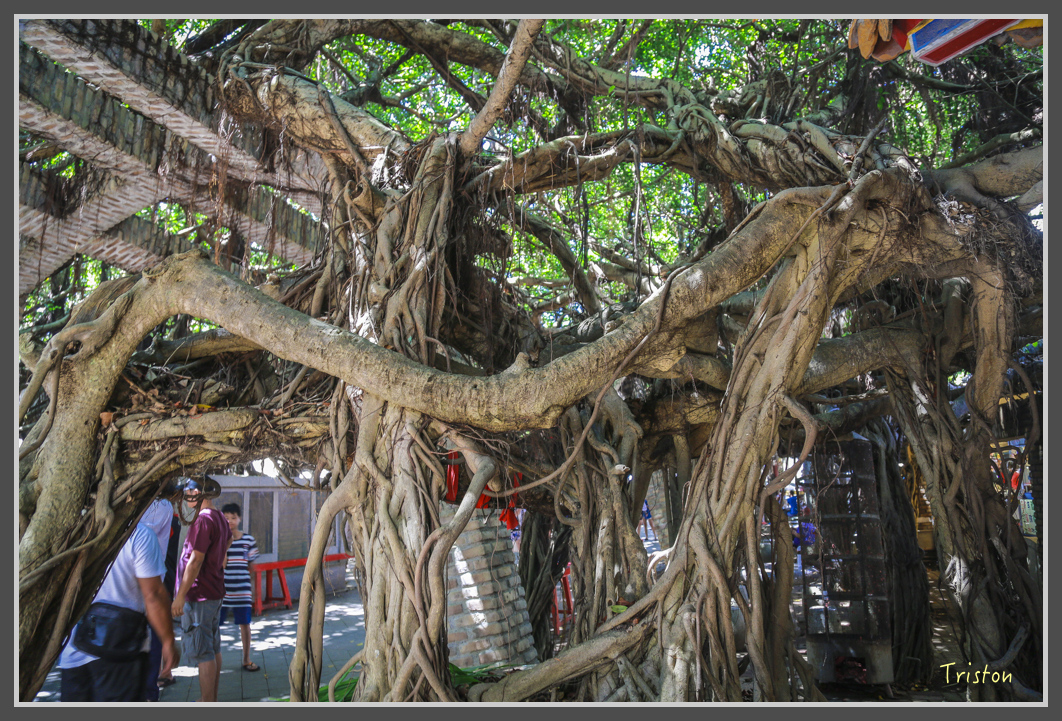 JH1A1600.jpg - 20160701 澎湖