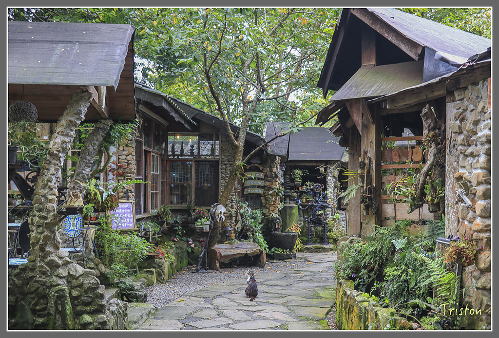 IMG_2250.jpg - 20180802 樂野山芙蓉揉茶,阿將咖啡的家