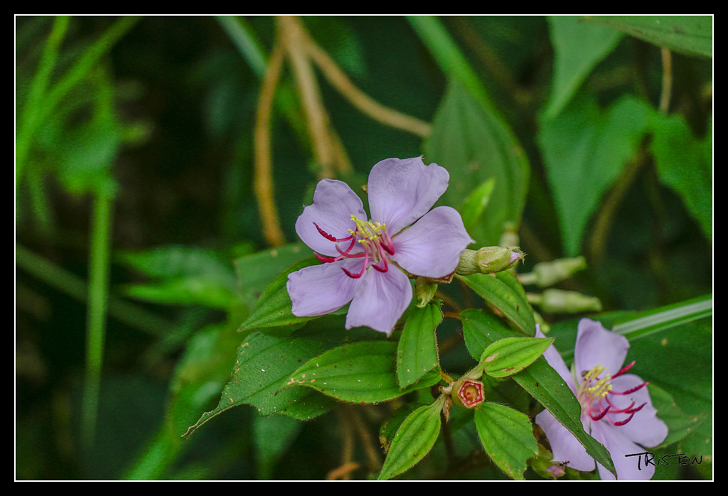 _MG_0011.jpg - 20170529 關仔嶺大凍山