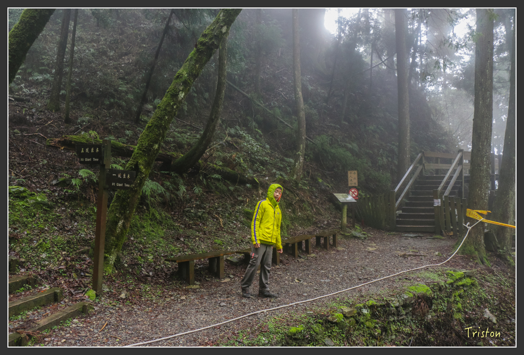 IMG_3292.jpg - 20160227 觀霧森林步道