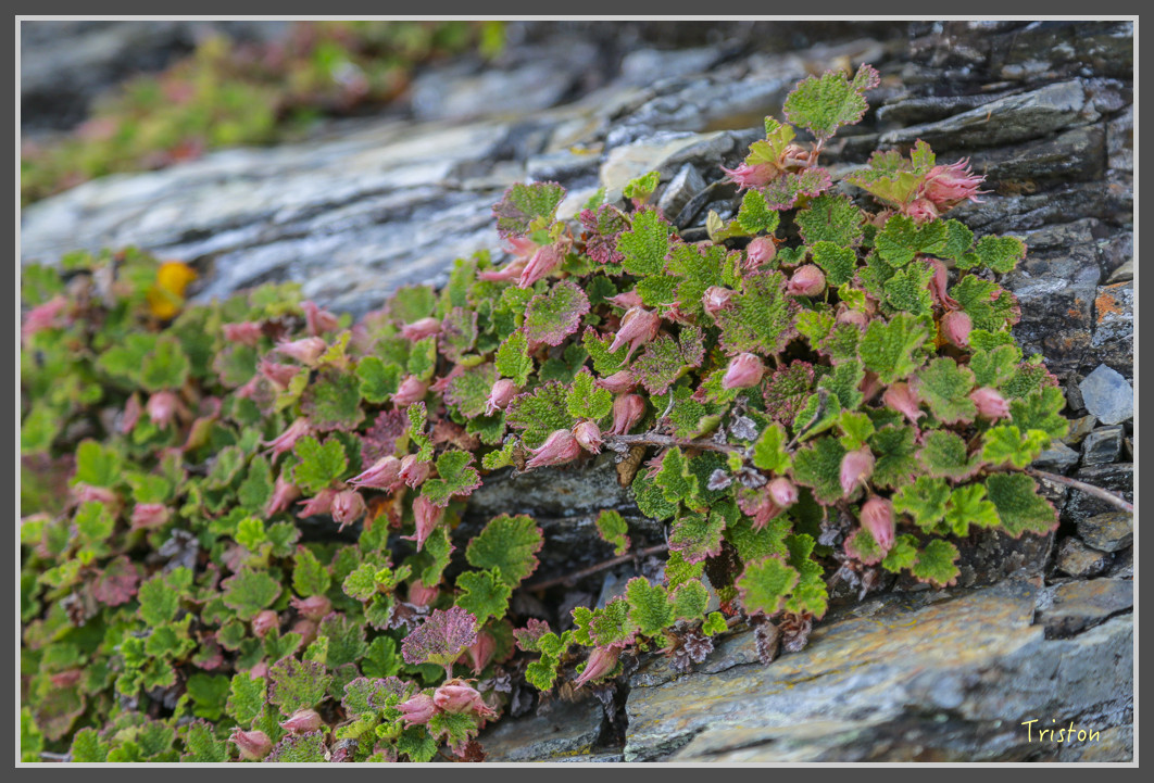 JH1A0166.jpg - 20160806 小奇萊步道、清境國小