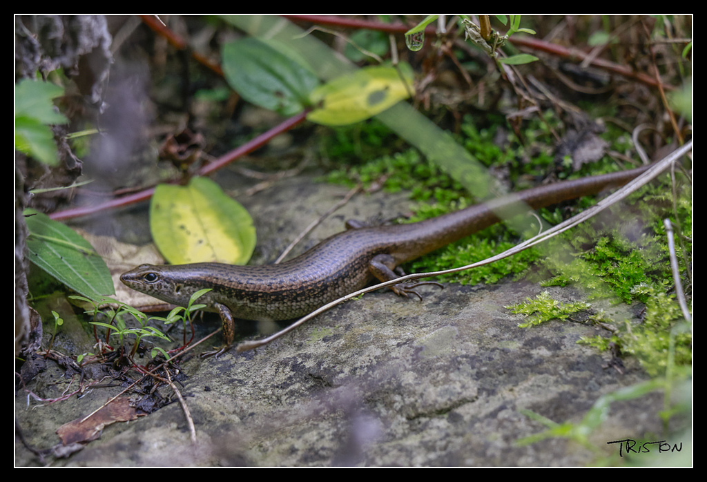 _MG_0063.jpg - 20170529 關仔嶺大凍山