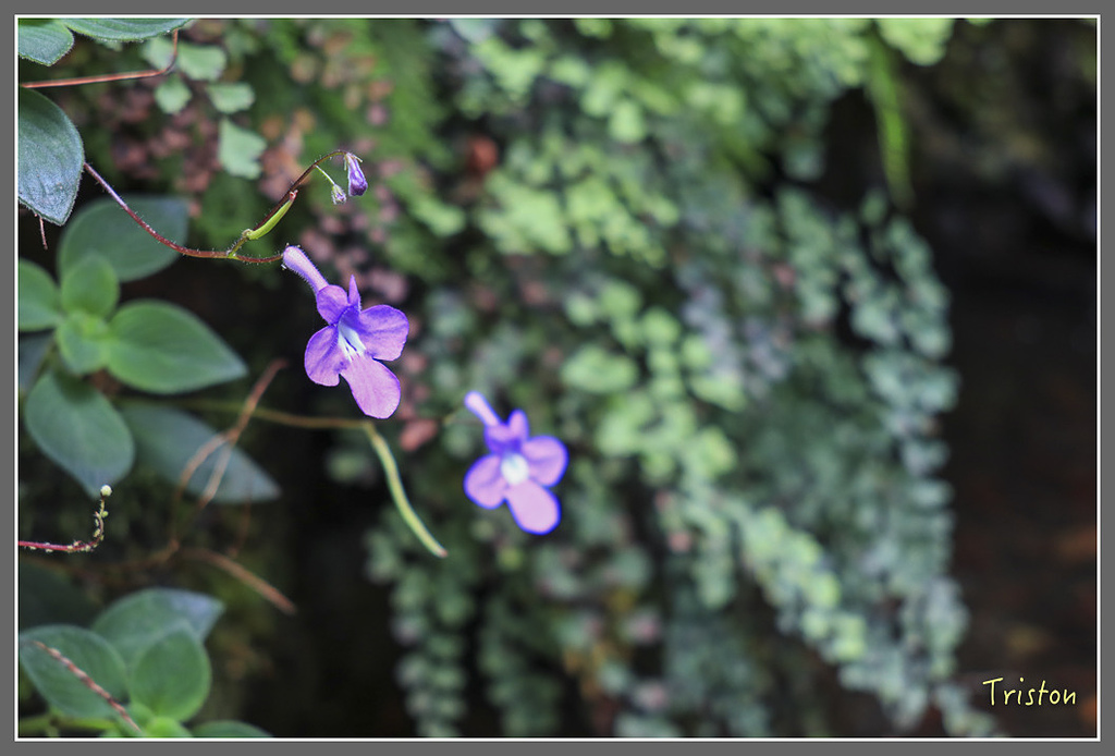 IMG_2271.jpg - 20180802 樂野山芙蓉揉茶,阿將咖啡的家