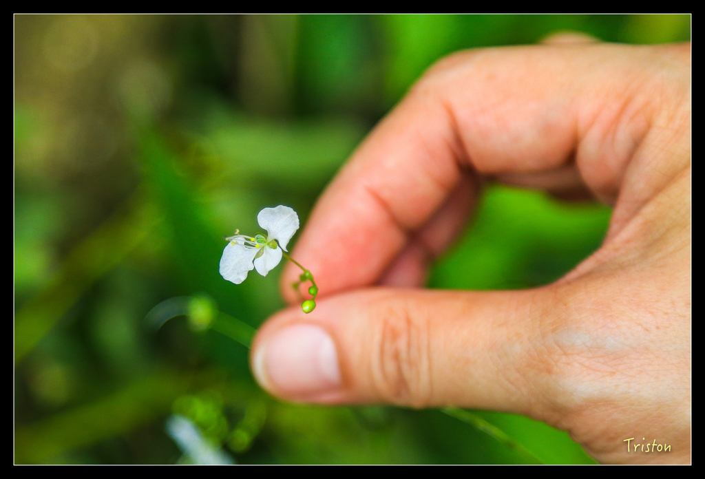 JH1A9983.jpg - 20151005 竹坑溪步道