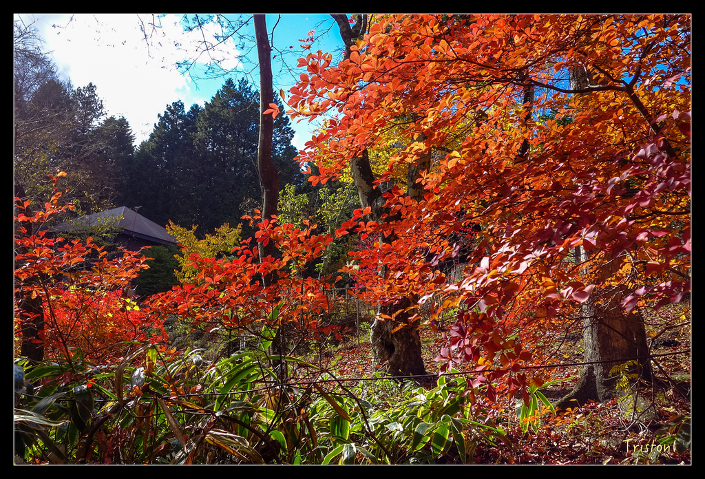 DSC00378.jpg - 20151031 秋天的童話-貴婦東京輕井澤紀行