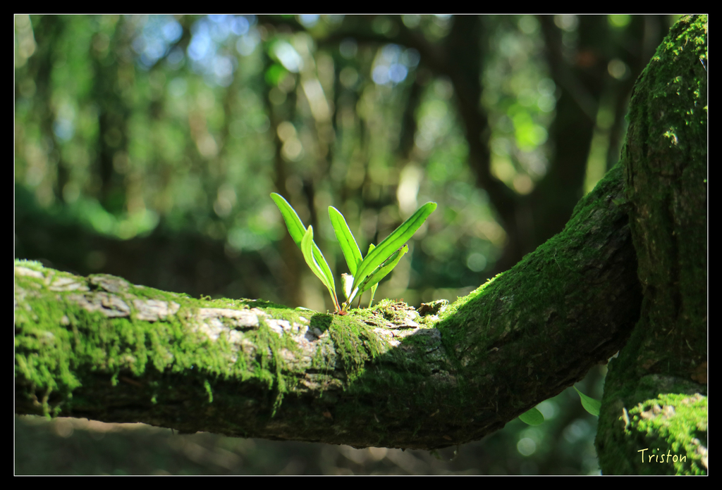 IMG_0518.jpg - 20151107 富士坪古道