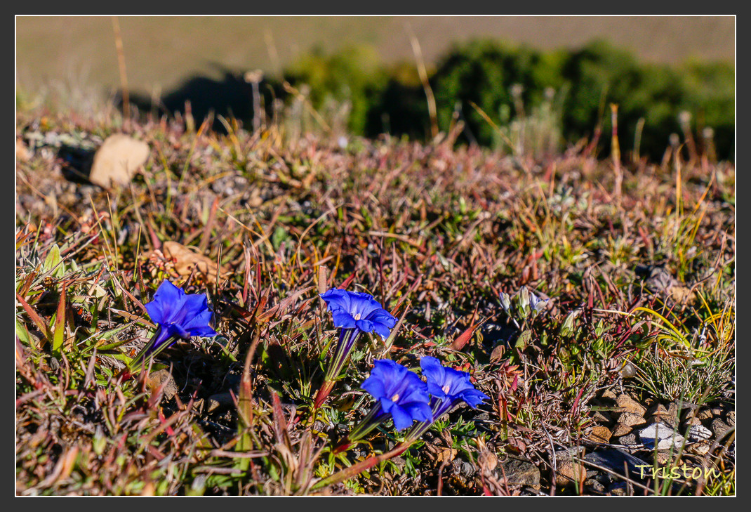 _MG_2546.jpg - 20161013 稻城亞丁