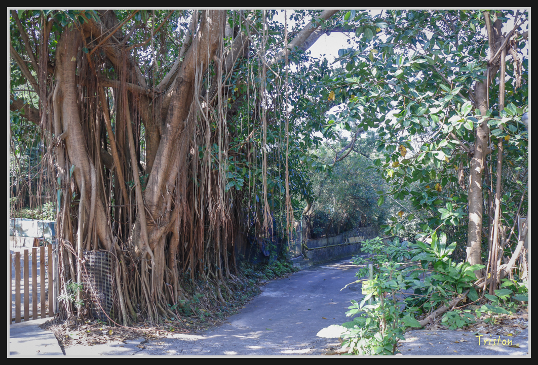 00187.jpg - 20170107 香港健行