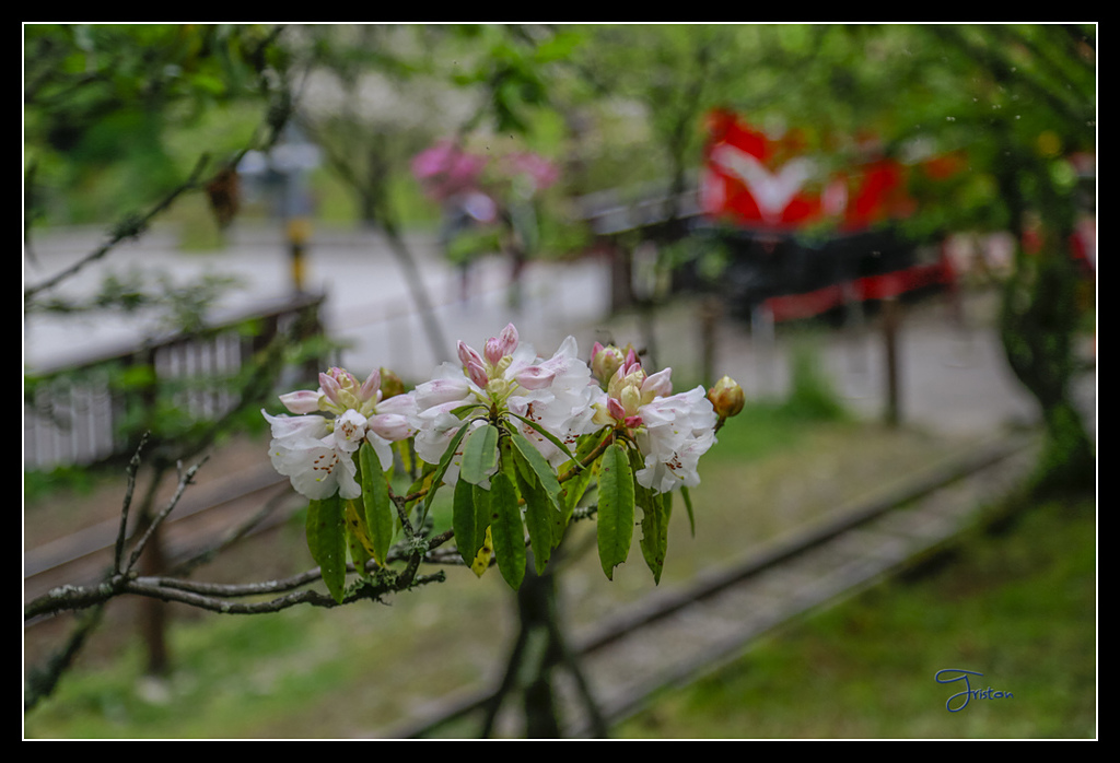 _H1A3693.jpg - 20170425 阿里山+圓潭螢火蟲
