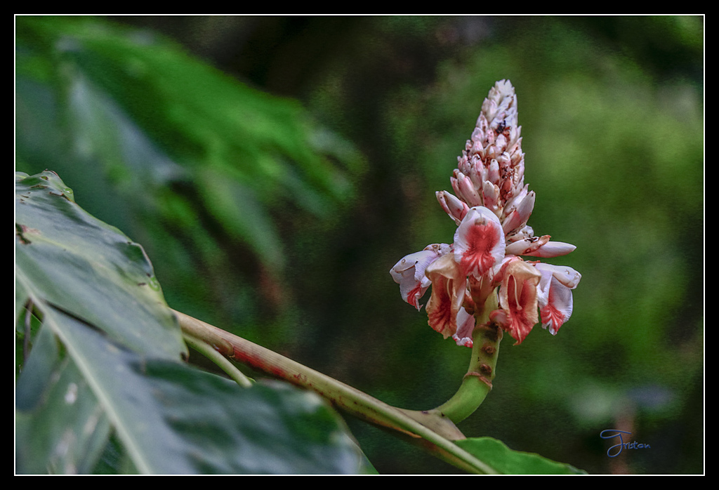 _MG_0025.jpg - 20170429 關仔嶺雞籠山