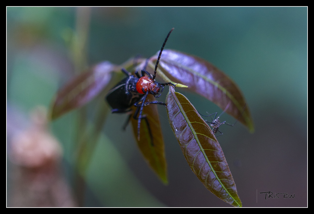 _MG_0002.jpg - 20170618 新化後山昆蟲微距