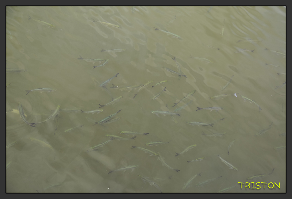 _H1A5677.jpg - 20170901 戀戀台九線