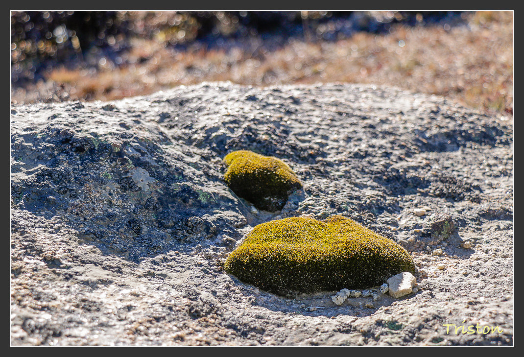 _MG_2485.jpg - 20161013 稻城亞丁