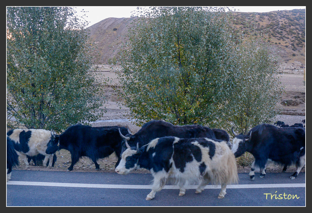 _MG_1608.jpg - 20161013 稻城亞丁