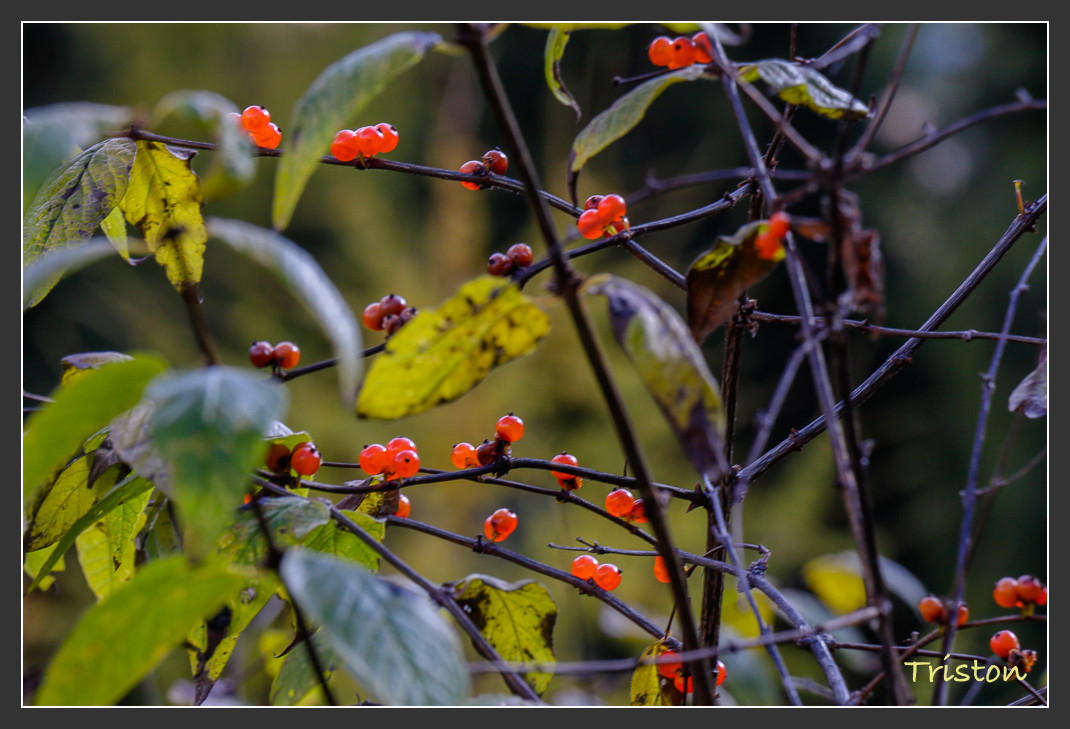 _MG_0655.jpg - 20161013 稻城亞丁