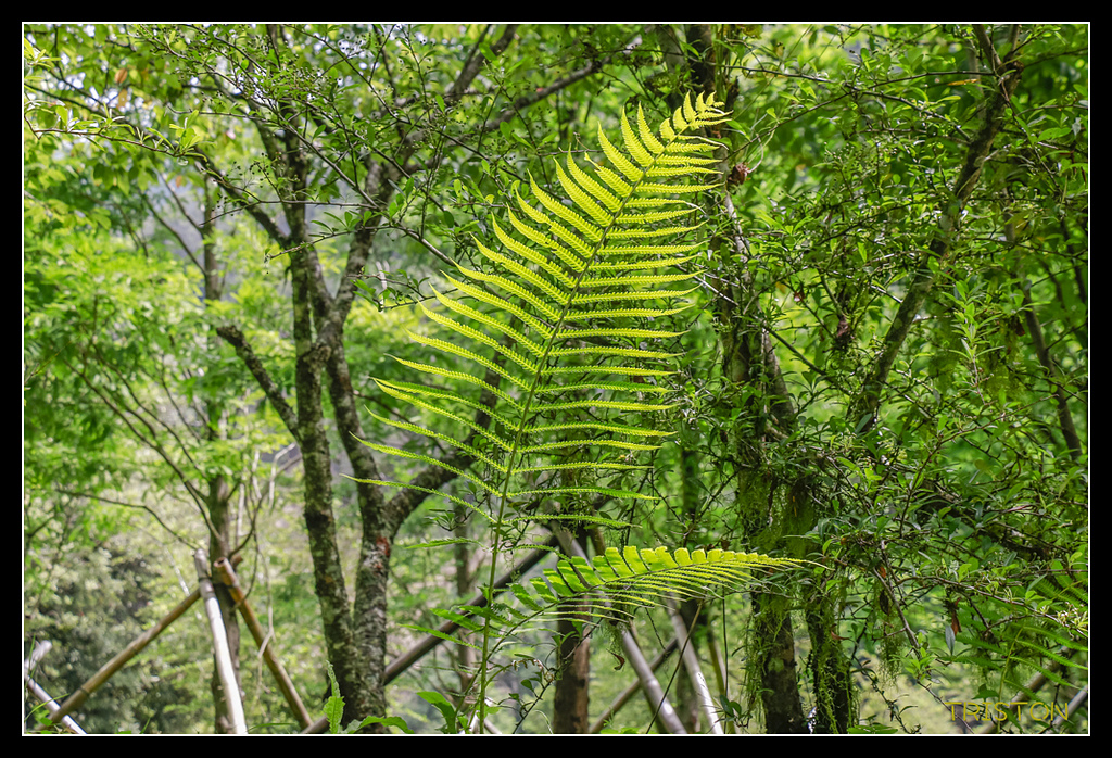 _MG_0004.jpg - 20170723 水漾森林
