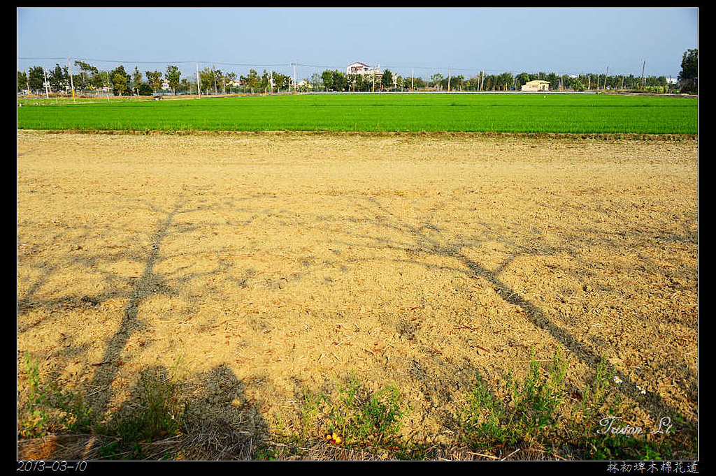 20130310 林初埤木棉花道:DSC_3938_014.jpg