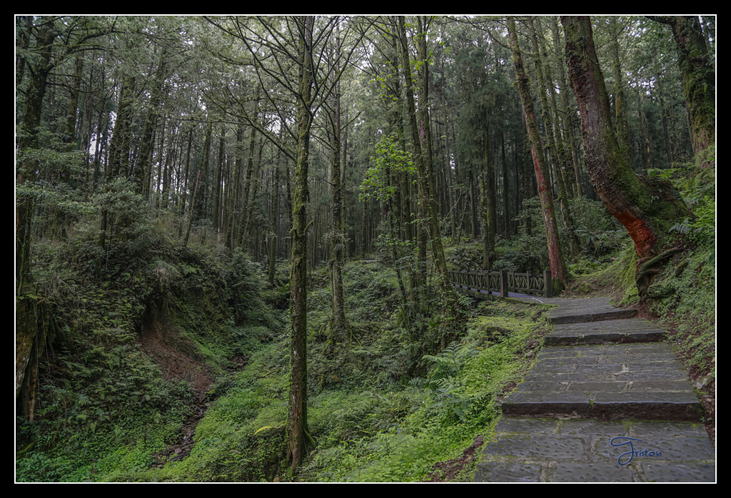 _H1A3735.jpg - 20170425 阿里山+圓潭螢火蟲