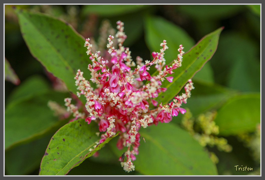 JH1A0125.jpg - 20160806 小奇萊步道、清境國小