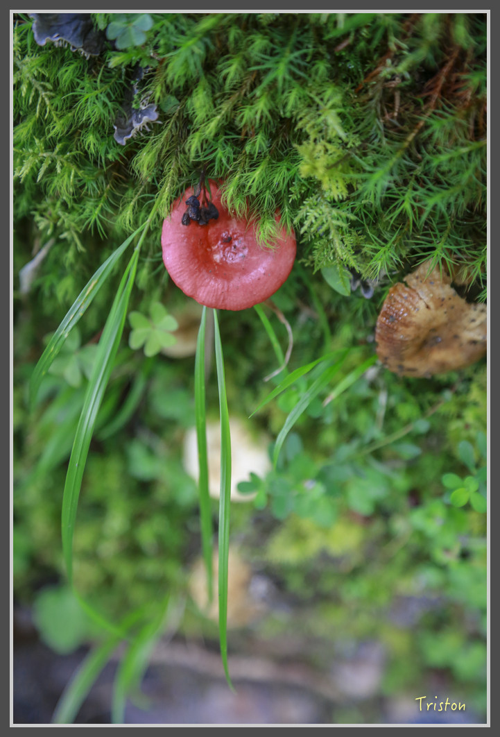 JH1A0180.jpg - 20160806 小奇萊步道、清境國小