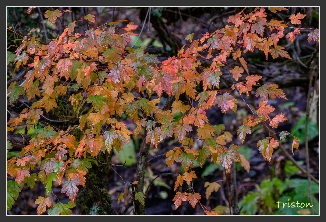 _MG_0892.jpg - 20161013 稻城亞丁