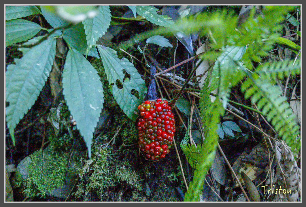 _MG_0352.jpg - 20161203 鎮西堡