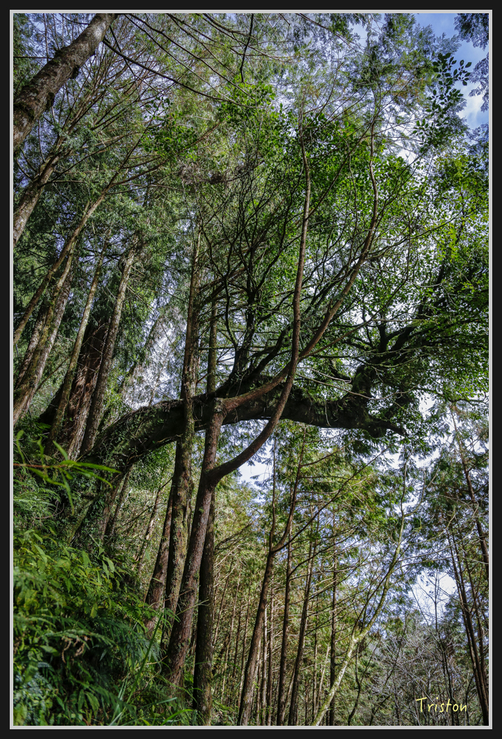 0070.jpg - 20161231 明池 神木園