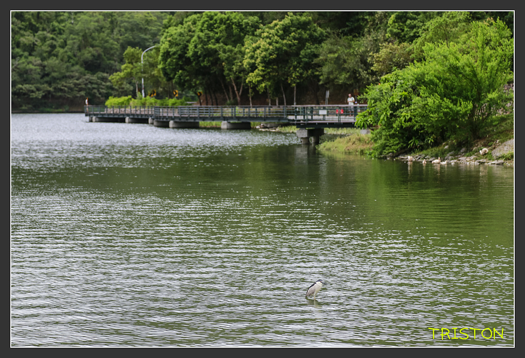 _H1A5665.jpg - 20170901 戀戀台九線