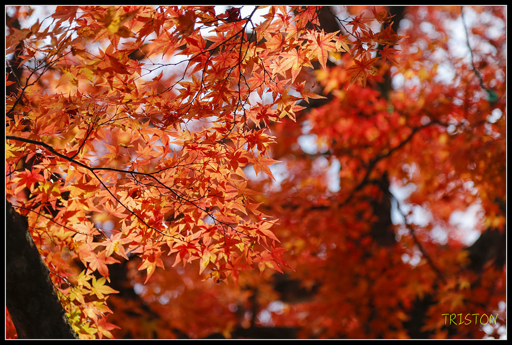 _H1A1145.jpg - 20171103 日本只見線、會津若松五色沼、昭和記念公園賞紅葉