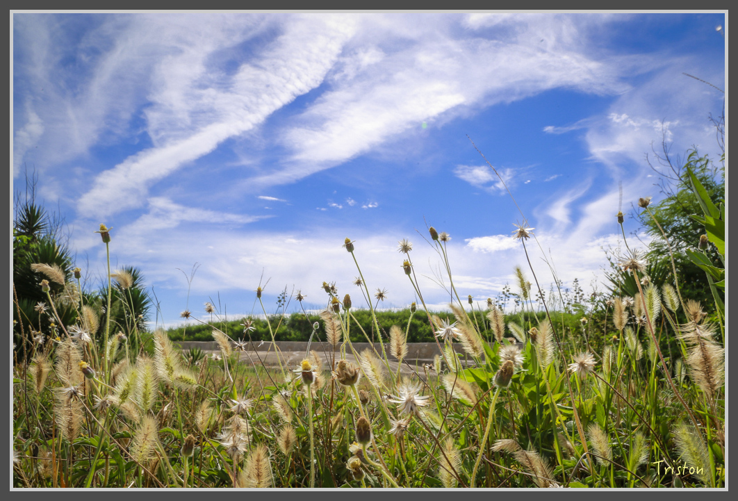 JH1A1726.jpg - 20160701 澎湖