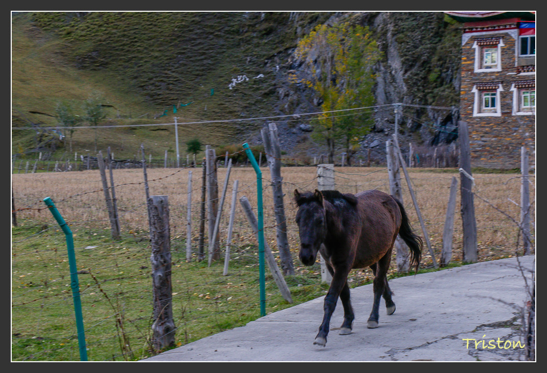 _MG_1403.jpg - 20161013 稻城亞丁