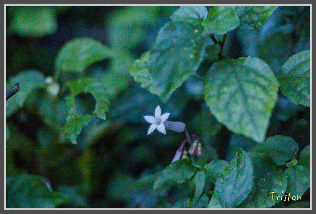 _MG_0353.jpg - 20161203 鎮西堡