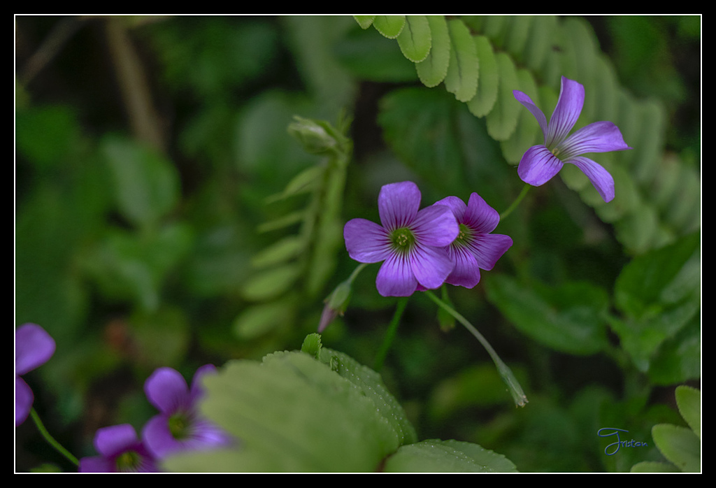 _MG_0091.jpg - 20170429 關仔嶺雞籠山