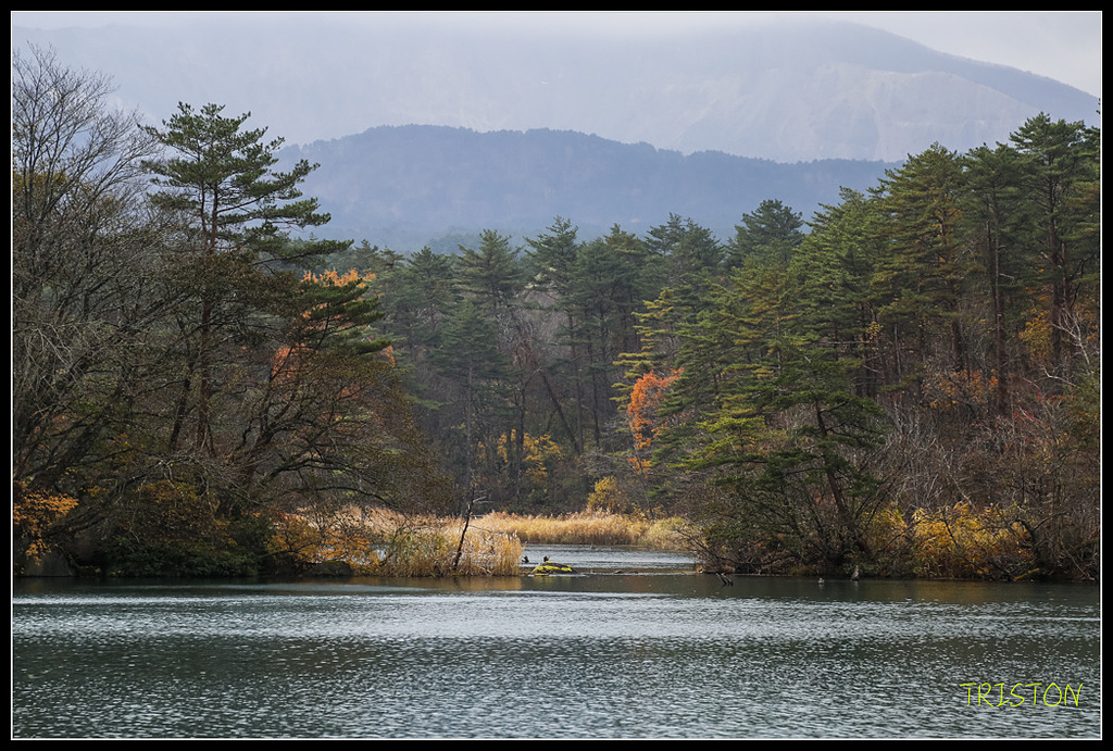 _H1A1155.jpg - 20171103 日本只見線、會津若松五色沼、昭和記念公園賞紅葉
